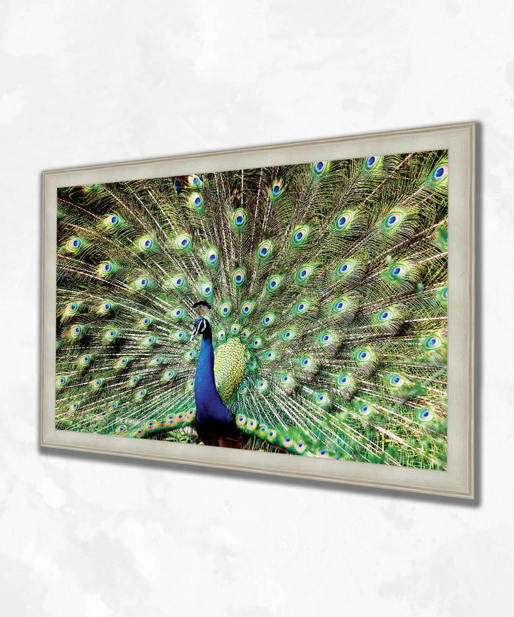 Tavus Kuşu Desenli Çerçeveli Kanvas Tablo – Premium Nature Art Edition