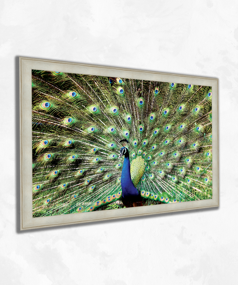 Tavus Kuşu Desenli Çerçeveli Kanvas Tablo – Premium Nature Art Edition